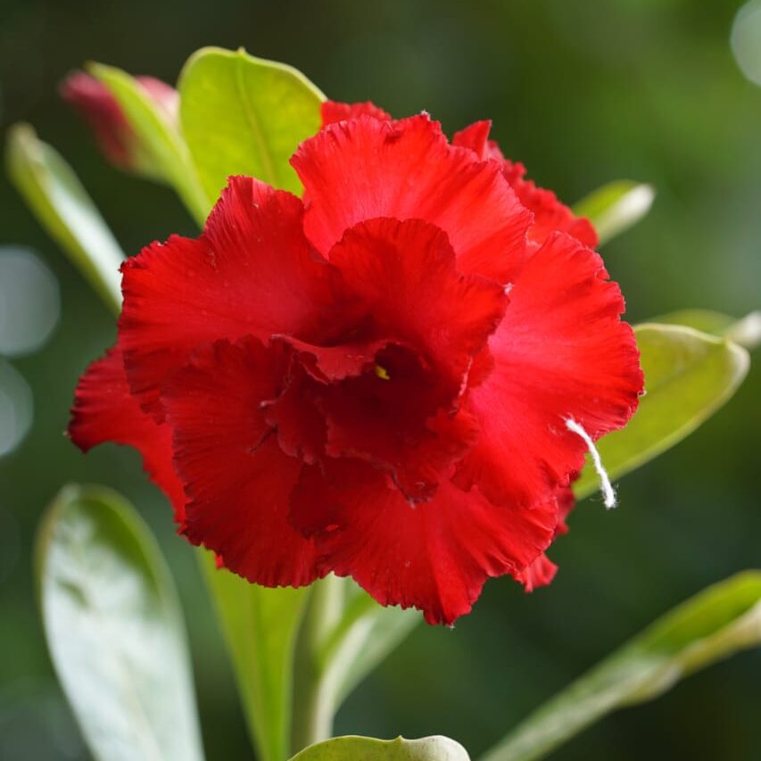 Glorious Red (Double Petal Red Adenium - 39)