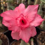 Rose Festival (Double Petal Rose Adenium - 58)