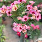 Pink Harmony (Single Petal Orange-Pink Adenium - 65)