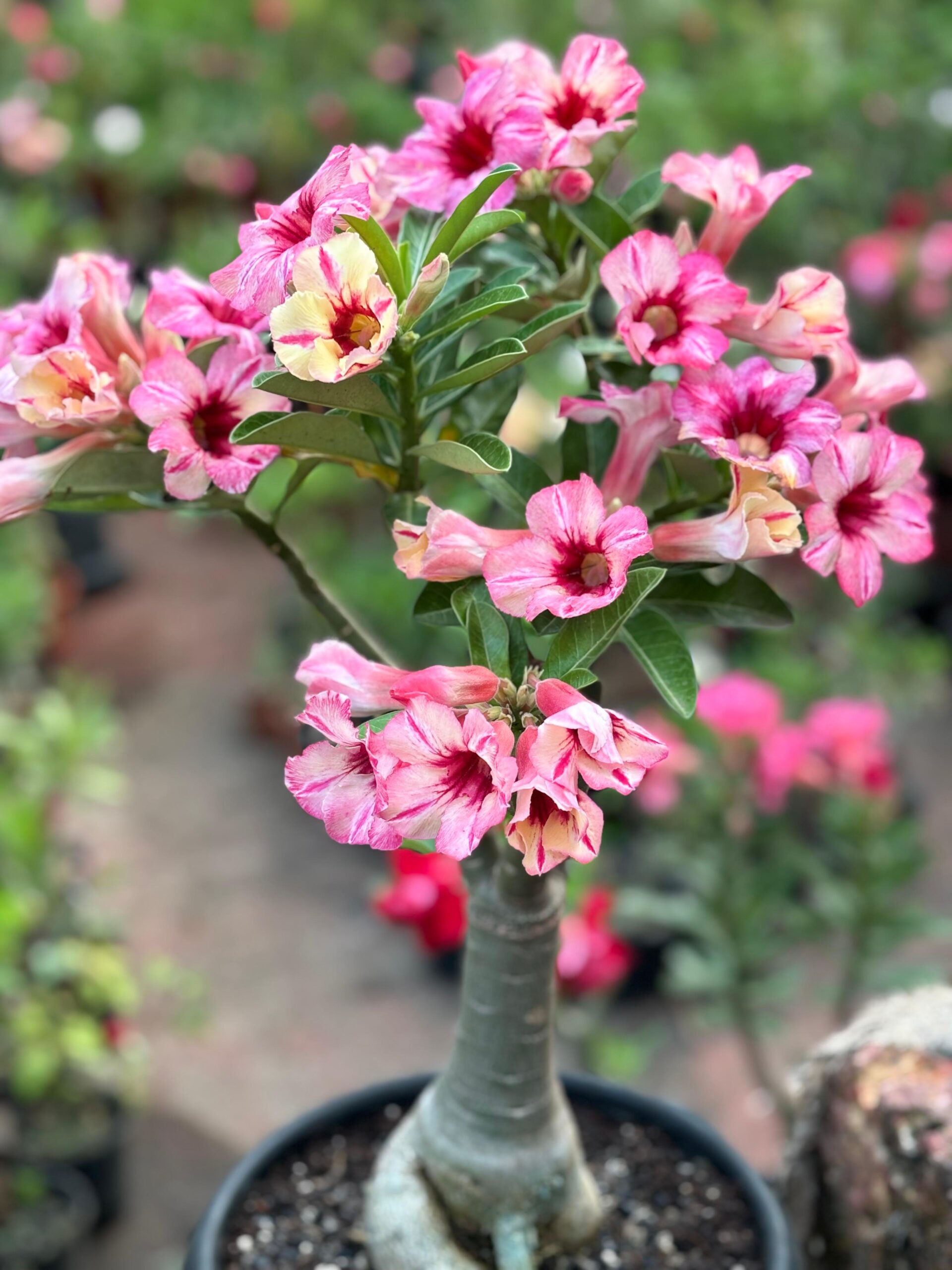 Pink Harmony (Single Petal Orange-Pink Adenium - 65)