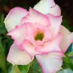 Soft Blush (Double Petal Light-Pink Adenium - 68)