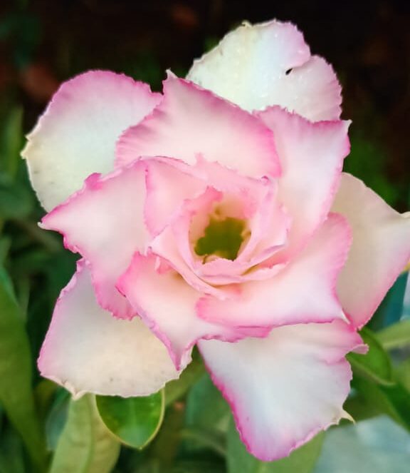 Soft Blush (Double Petal Light-Pink Adenium - 68)