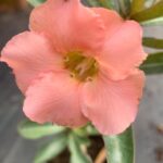 Peach Harvest (Single Petal Peach Adenium - 77)