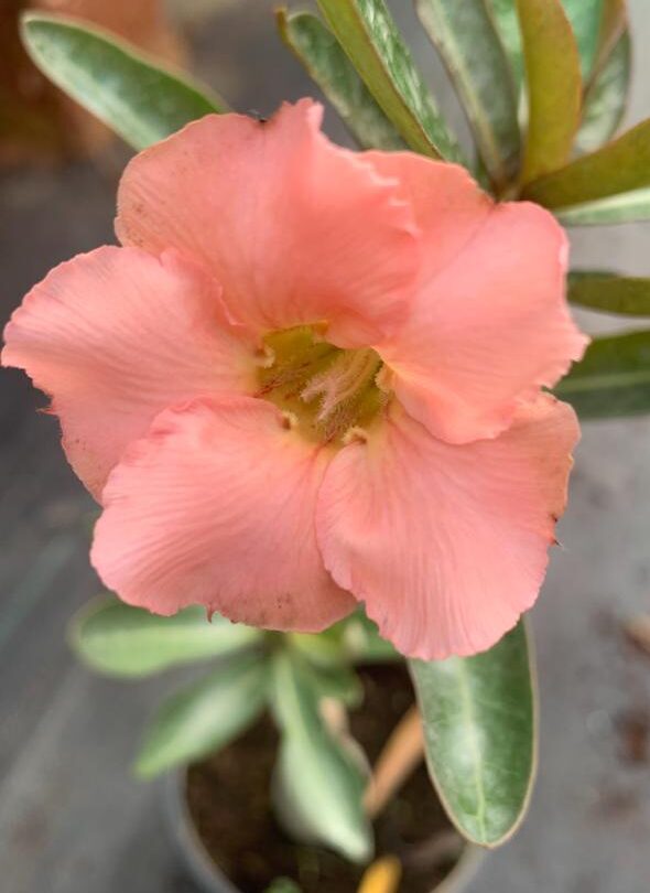 Peach Harvest (Single Petal Peach Adenium - 77)