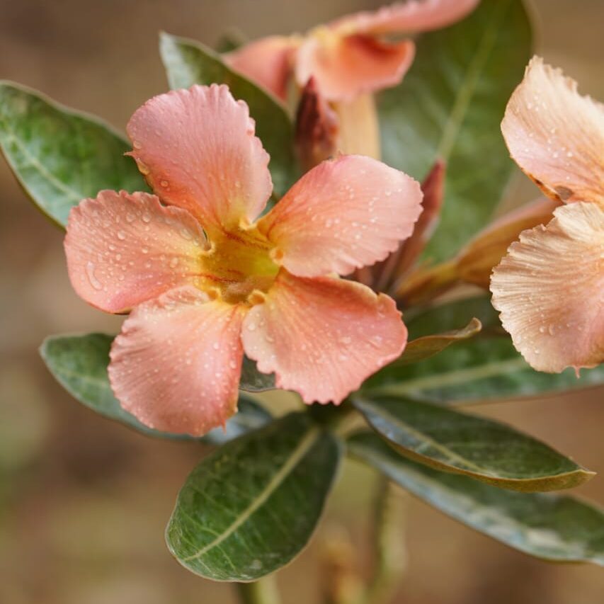 Peach Harvest (Single Petal Peach Adenium - 77) - Image 2