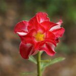 Red Lantern (Double Petal Red Adenium - 85)