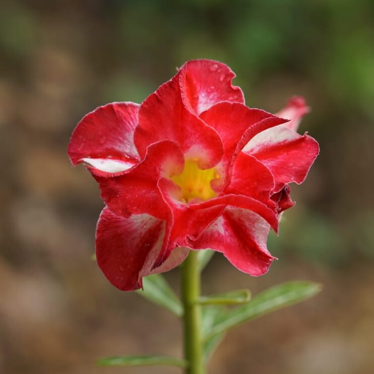 Red Lantern (Double Petal Red Adenium - 85)