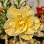 Lemon Shine (Double Petal Yellow Desert Rose - 18)