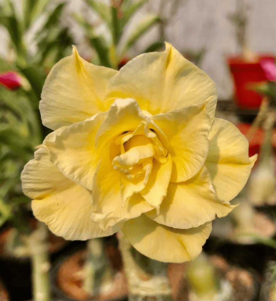 Lemon Shine (Double Petal Yellow Desert Rose - 18)