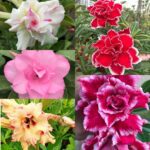 Rainbow Saver (5xPlant) Combo - ₹260/Adenium*