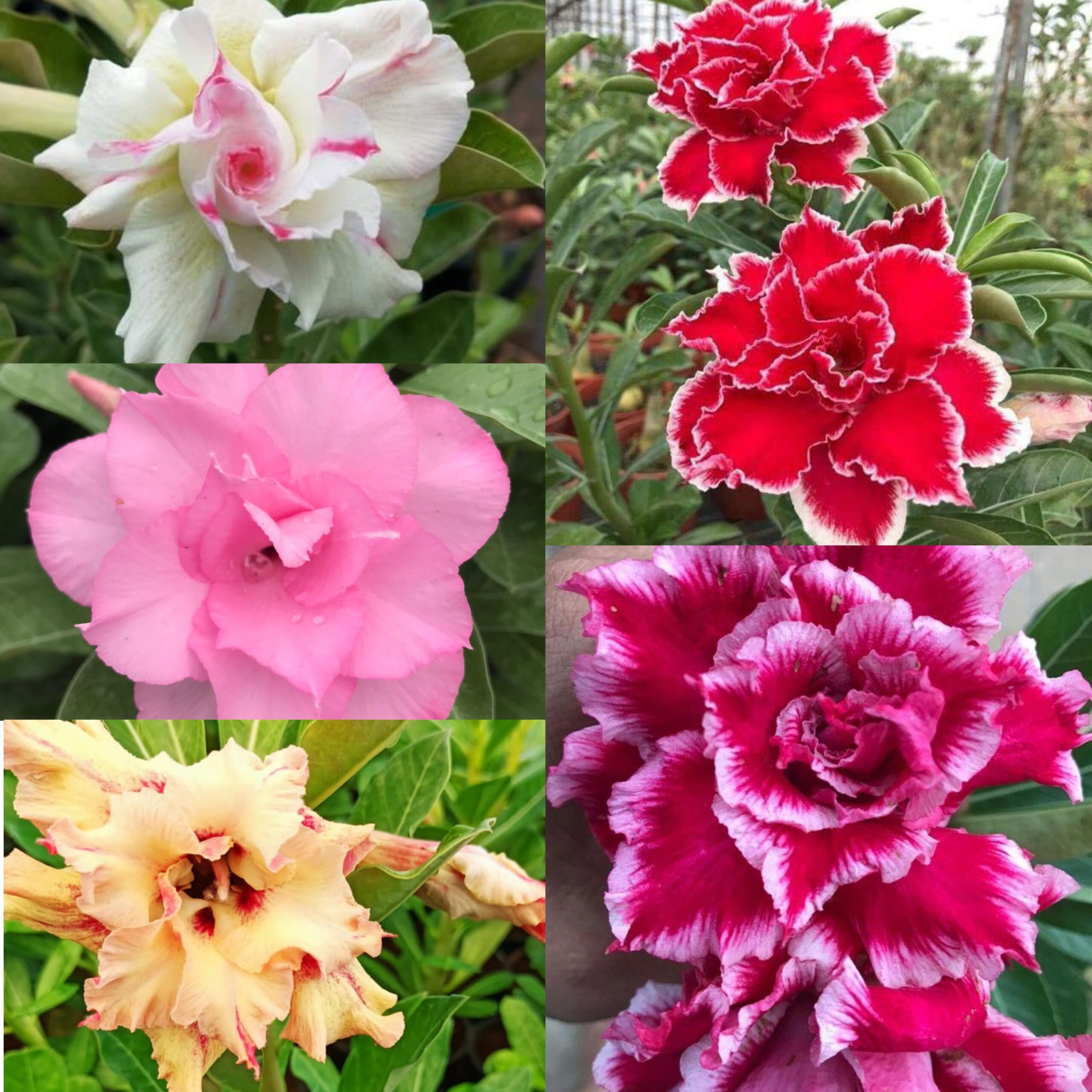 Rainbow Saver (5xPlant) Combo - ₹260/Adenium*