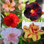 Festive Glow Saver (5xPlant) Combo - ₹260/Adenium*