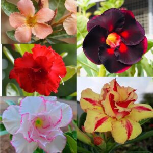 Festive Glow Saver (5xPlant) Combo - ₹260/Adenium*