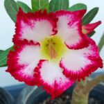 Pink Horizon (Single Petal White-Red Desert Rose)