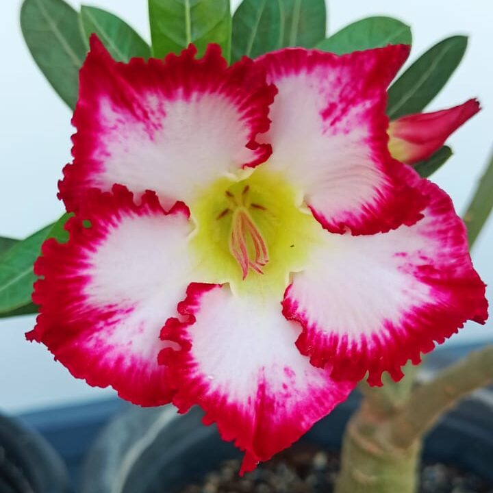 Pink Horizon (Single Petal White-Red Desert Rose)