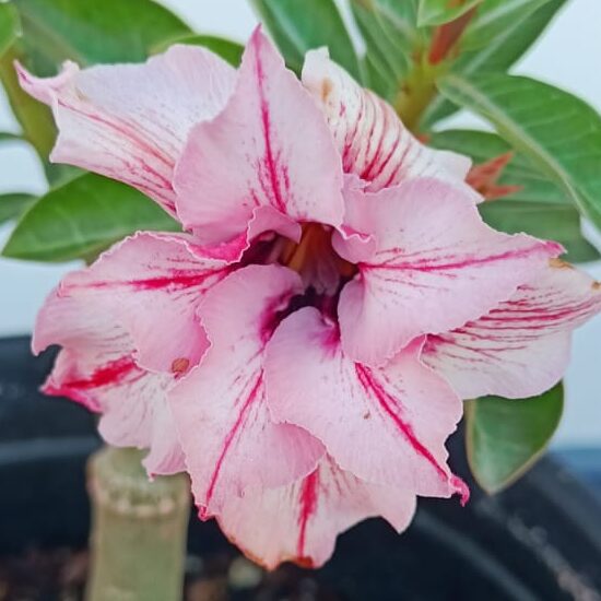 Pink Streak (Double Petal Pink-Red Adenium)