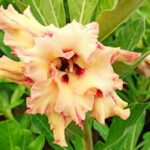 Peach Radiance (Triple Petal Peach Desert Rose)