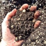 Vital Bloom Plant Growth Enhancer (500G / 1KG/ 2KG)