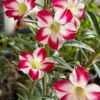 Pink Ice Adenium (Single Petal Red White Desert Rose - 51)