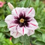 Black Heart Adenium (Double Petal Black White Desert Rose - 93)